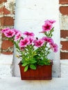 Pot with petunias on the brick wall background