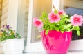 A pot of pink petunias stands on the window, beautiful spring and summer flowers for home, garden, balcony or lawn, natural