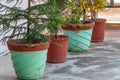 Pot plant and flower collection, lying on concreate floor in row