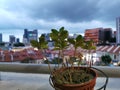 Pot of plant in front of city landscape in Singapore