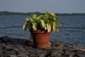 pot plant at a lake shore