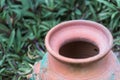 Pot plant made of clay.