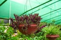 Pot Plant on my Garden Veranda. The orchid plant was hanging in pot, selective focus and blur background Royalty Free Stock Photo