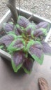  Pot plant . It provide a better view and add maroon and green colours to the home garden .