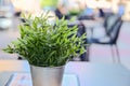 A pot with a plant on a table in a street cafe. Green plant in flower metal pot