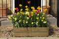 Pot and planters. Beautiful colorful tulips blooming on wooden pot outdoor. Spring time Royalty Free Stock Photo