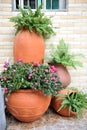 Pot with plants Royalty Free Stock Photo