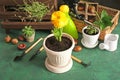 Pot plants and gardening tools near wooden wall Royalty Free Stock Photo