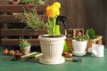 Pot plants and gardening tools near wooden wall Royalty Free Stock Photo