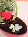 Pot of plants with halophyte and a cactus