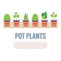 Pot Plants In Long Wooden Pot