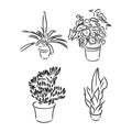Pot plants set, vector illustration flowers in pots drawn black line on a white background, hand-drawn design elements. Royalty Free Stock Photo
