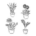 Pot plants set, vector illustration flowers in pots drawn black line on a white background, hand-drawn design elements. Royalty Free Stock Photo