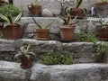 Pot of plants on steps