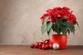 Pot with poinsettia traditional Christmas flower and decor on table against color background. Royalty Free Stock Photo