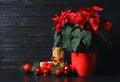 Pot with poinsettia traditional Christmas flower and gift boxes on table against wooden background. Royalty Free Stock Photo