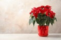 Pot with poinsettia traditional Christmas flower on table against color background Royalty Free Stock Photo