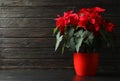 Pot with poinsettia traditional Christmas flower on table against wooden background Royalty Free Stock Photo