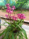 A pot of Purple Color Ground Orchids Royalty Free Stock Photo