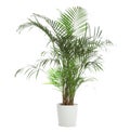 Pot with Ravenea rivularis plant isolated. Home decor Royalty Free Stock Photo