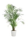 Pot with Ravenea rivularis plant isolated. Home decor Royalty Free Stock Photo