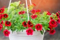 Pot with red petunyami, beautiful spring and summer flowers for the house, garden, balcony or lawn, natural wallpaper Royalty Free Stock Photo