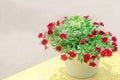 Pot with red petunyami, beautiful spring and summer flowers for the house, garden, balcony or lawn, natural wallpaper, space for t Royalty Free Stock Photo