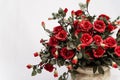 Beautiful red roses in a ceramic pot