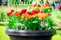 Pot with red tulips, daffodils, white grape hyacinths Royalty Free Stock Photo