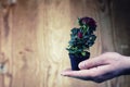 Pot with rose in a hand man suit background Royalty Free Stock Photo