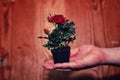 Pot with rose in a hand man suit background Royalty Free Stock Photo