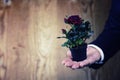 Pot with rose in a hand man suit background Royalty Free Stock Photo