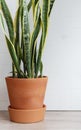 Pot with sanseveria on the table