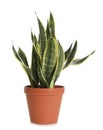 Pot with Sansevieria plant isolated. Home decor Royalty Free Stock Photo