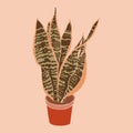 Pot with Sansevieria plant in a minimalist trendy style. Silhouette of a plant in a contemporary abstract style. Vector