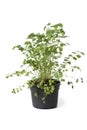 Pot with Small burnet plant