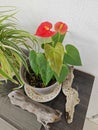 a pot of small red petal anthurium plant Royalty Free Stock Photo