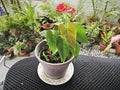 a pot of small red petal anthurium plant Royalty Free Stock Photo