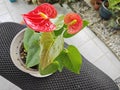a pot of small red petal anthurium plant Royalty Free Stock Photo