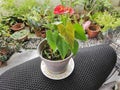 a pot of small red petal anthurium plant Royalty Free Stock Photo