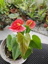 a pot of small red petal anthurium plant Royalty Free Stock Photo