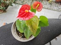 a pot of small red petal anthurium plant Royalty Free Stock Photo