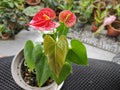 a pot of small red petal anthurium plant Royalty Free Stock Photo