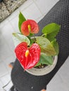 a pot of small red petal anthurium plant Royalty Free Stock Photo