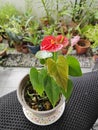 a pot of small red petal anthurium plant Royalty Free Stock Photo