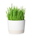 Pot with sprouted wheat grass isolated Royalty Free Stock Photo