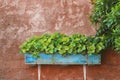 Pot with strawberry plant in blue flowerpot Royalty Free Stock Photo