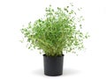 Pot of thyme Royalty Free Stock Photo