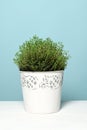 Pot with thyme plant Royalty Free Stock Photo