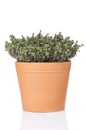 Pot with thyme plant isolated Royalty Free Stock Photo